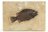 Fossil Fish (Cockerellites) - Wyoming #275192-1